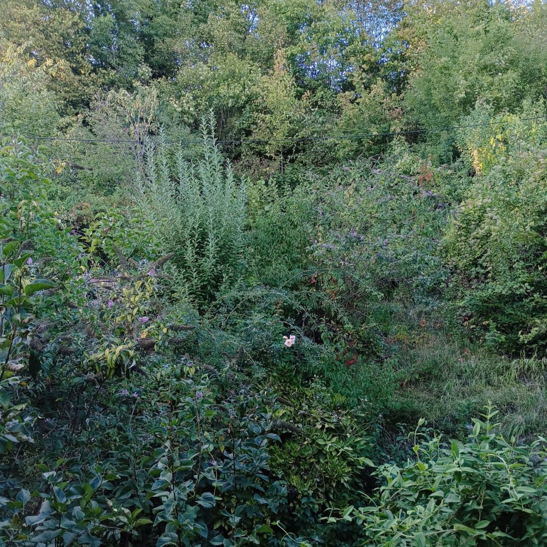 Garten.